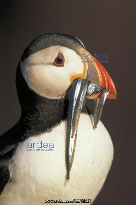 : Atlantic Puffin - with sand eels : Atlantic Puffin - with sand eels
