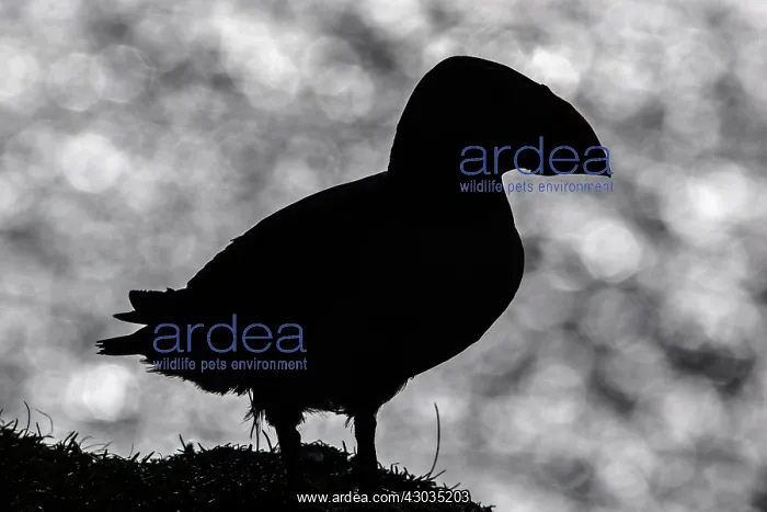: Atlantic Puffin - silhouette over sea - Scotland : Atlantic Puffin - silhouette over sea - Scotland