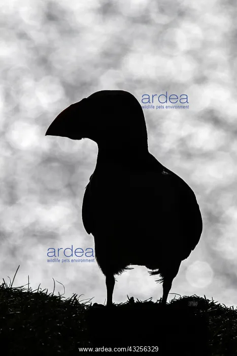 : Atlantic Puffin - silhouette over sea - Scotland : Atlantic Puffin - silhouette over sea - Scotland