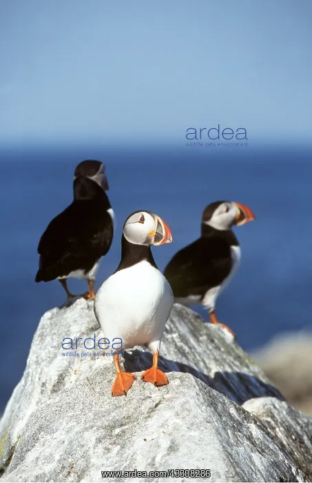 : ATLANTIC PUFFIN - three, on rock : ATLANTIC PUFFIN - three, on rock