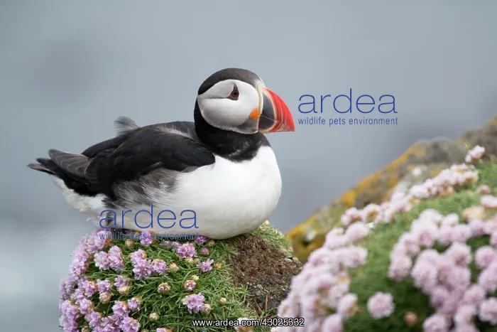 : Atlantic Puffin - with thrift : Atlantic Puffin - with thrift