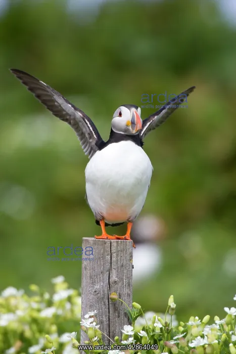 : Atlantic Puffin - Wing flapping : Atlantic Puffin - Wing flapping
