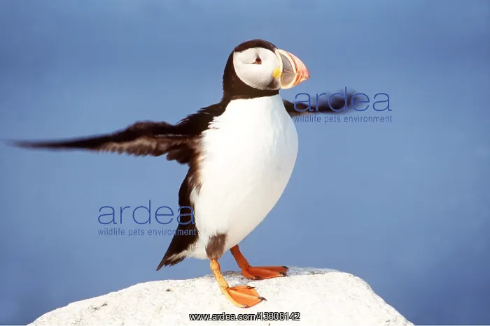 : ATLANTIC PUFFIN - wings spead : ATLANTIC PUFFIN - wings spead