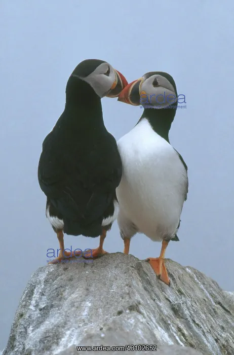 : Atlantic Puffins : Atlantic Puffins