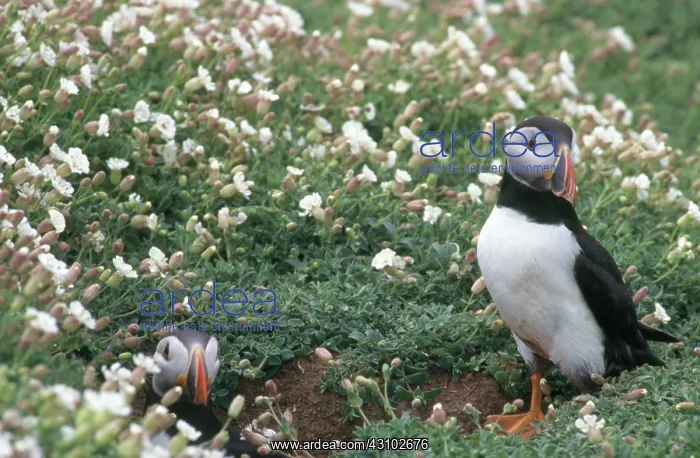 : Atlantic Puffins : Atlantic Puffins