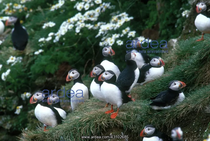 : Atlantic Puffins : Atlantic Puffins