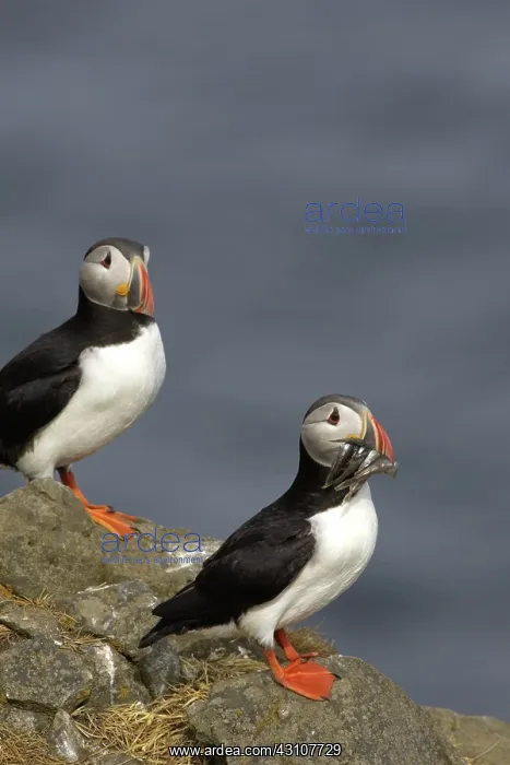 : Atlantic Puffins : Atlantic Puffins