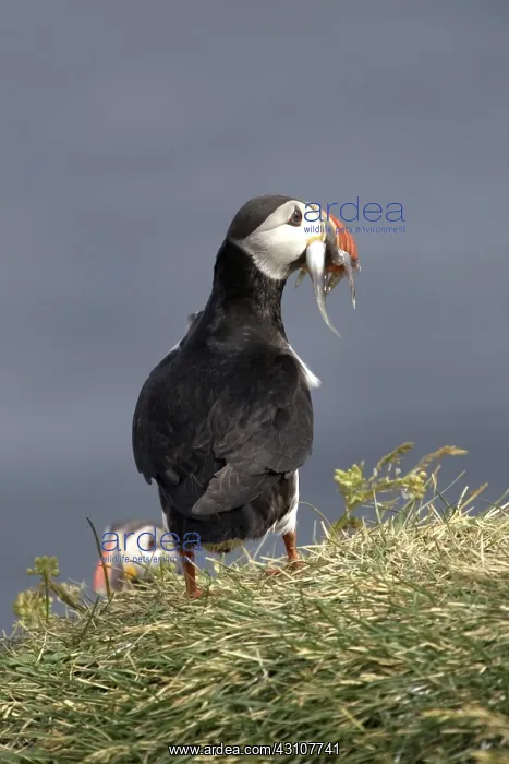 : Atlantic Puffins : Atlantic Puffins