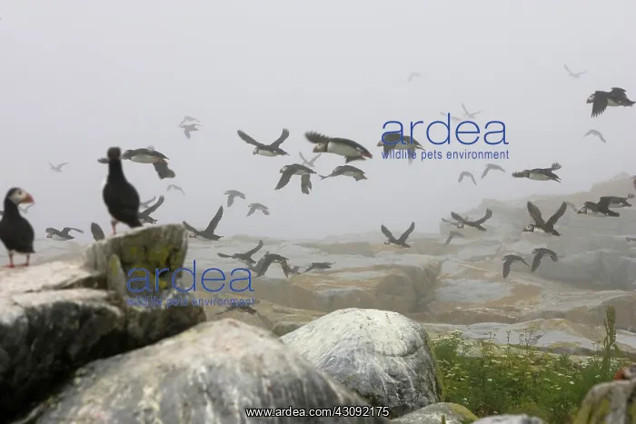 : Atlantic Puffins in flight : Atlantic Puffins in flight