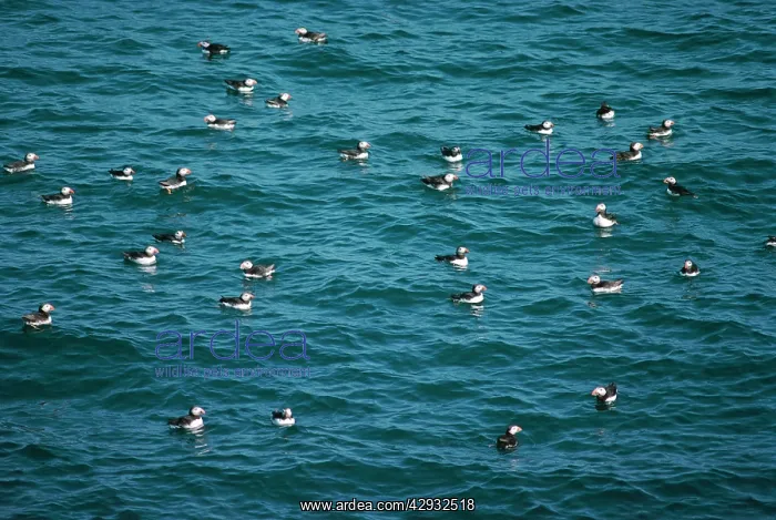 : Atlantic PUFFINS - flock at sea : Atlantic PUFFINS - flock at sea