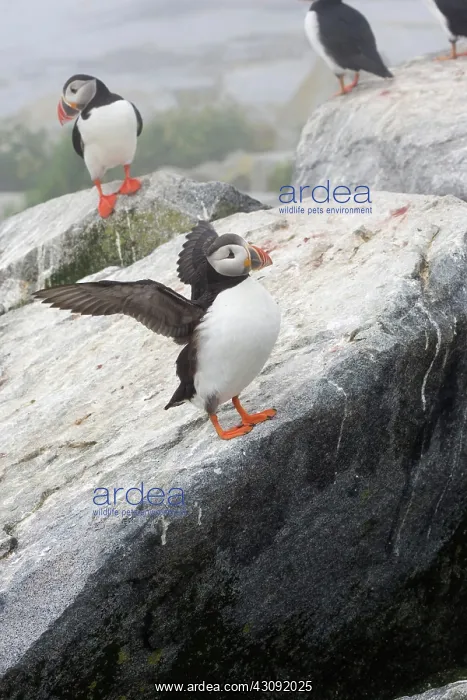 : Atlantic Puffins (Fratercula arctica) : Atlantic Puffins (Fratercula arctica)