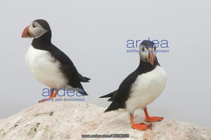 : Atlantic Puffins (Fratercula arctica) : Atlantic Puffins (Fratercula arctica)