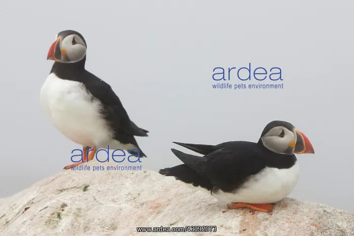 : Atlantic Puffins (Fratercula arctica) : Atlantic Puffins (Fratercula arctica)
