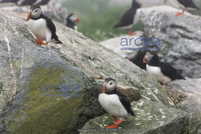 : Atlantic Puffins (Fratercula arctica) : Atlantic Puffins (Fratercula arctica)