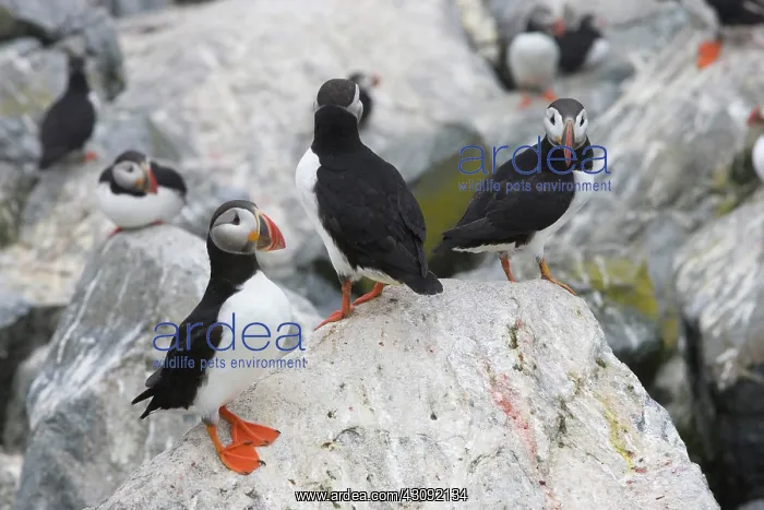 : Atlantic Puffins (Fratercula arctica) : Atlantic Puffins (Fratercula arctica)