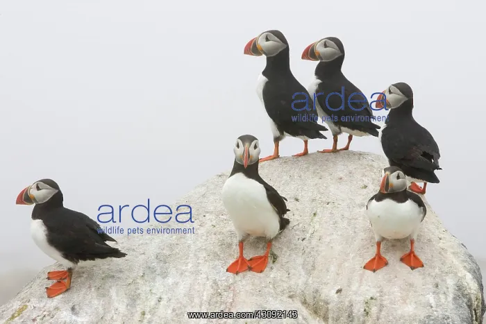 : Atlantic Puffins (Fratercula arctica) : Atlantic Puffins (Fratercula arctica)