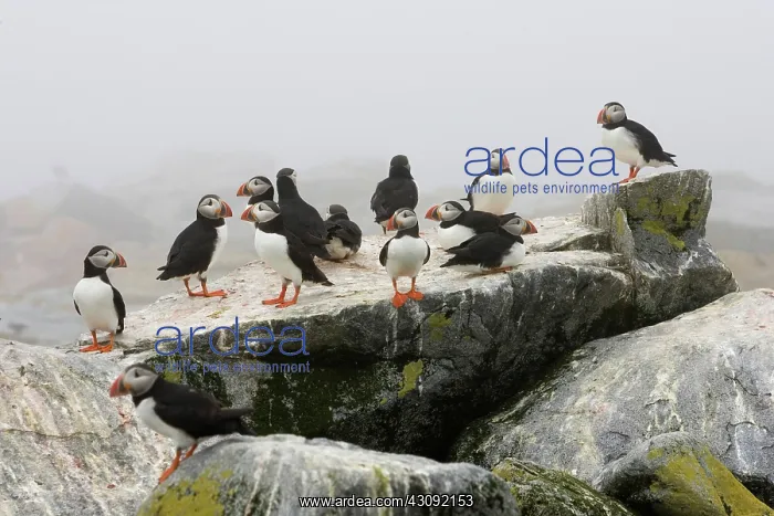 : Atlantic Puffins (Fratercula arctica) : Atlantic Puffins (Fratercula arctica)
