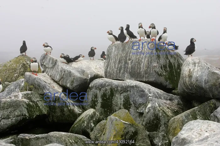: Atlantic Puffins (Fratercula arctica) : Atlantic Puffins (Fratercula arctica)