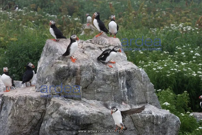 : Atlantic Puffins (Fratercula arctica) : Atlantic Puffins (Fratercula arctica)