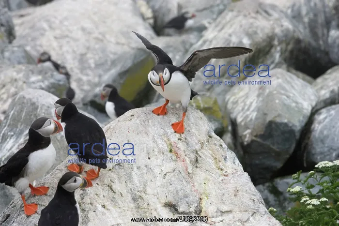 : Atlantic Puffins (Fratercula arctica) : Atlantic Puffins (Fratercula arctica)