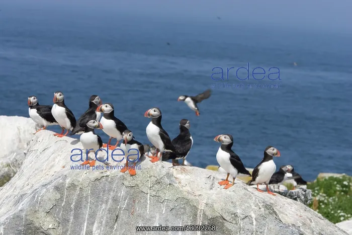: Atlantic Puffins (Fratercula arctica) : Atlantic Puffins (Fratercula arctica)