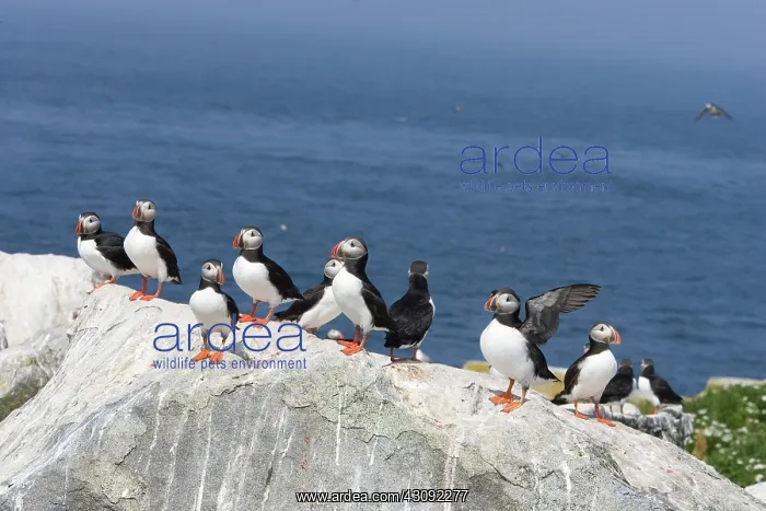 : Atlantic Puffins (Fratercula arctica) : Atlantic Puffins (Fratercula arctica)