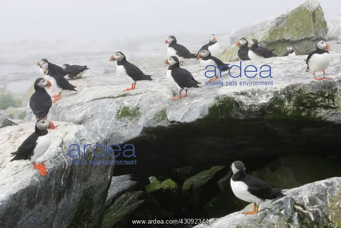 : Atlantic Puffins (Fratercula arctica) : Atlantic Puffins (Fratercula arctica)