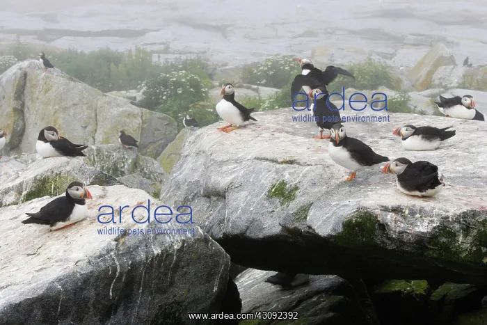 : Atlantic Puffins (Fratercula arctica) : Atlantic Puffins (Fratercula arctica)
