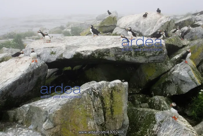 : Atlantic Puffins (Fratercula arctica) : Atlantic Puffins (Fratercula arctica)