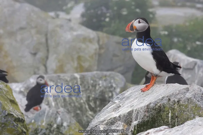 : Atlantic Puffins (Fratercula arctica) : Atlantic Puffins (Fratercula arctica)