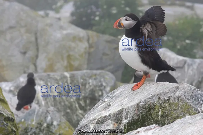 : Atlantic Puffins (Fratercula arctica) : Atlantic Puffins (Fratercula arctica)