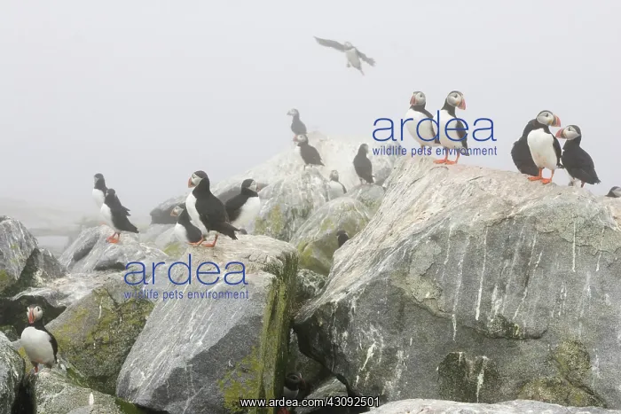: Atlantic Puffins (Fratercula arctica) : Atlantic Puffins (Fratercula arctica)