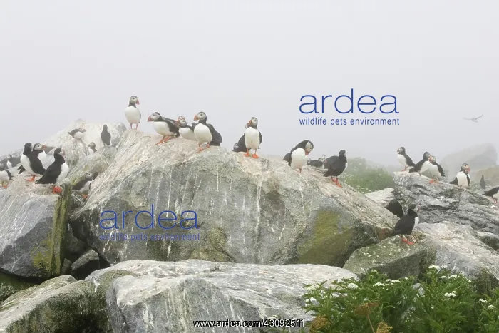 : Atlantic Puffins (Fratercula arctica) : Atlantic Puffins (Fratercula arctica)