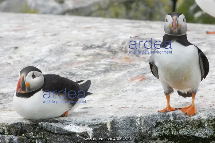 : Atlantic Puffins (Fratercula arctica) : Atlantic Puffins (Fratercula arctica)