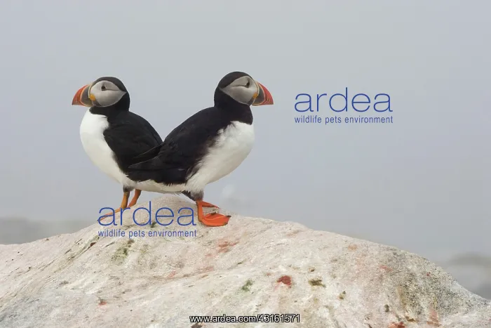 : Atlantic Puffins (Fratercula arctica) : Atlantic Puffins (Fratercula arctica)