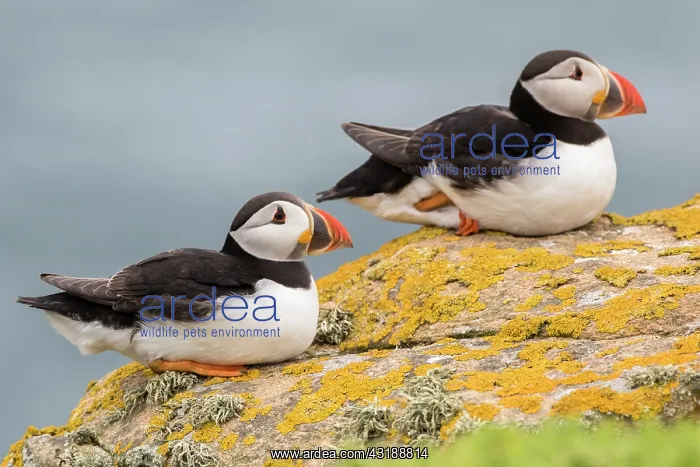 : Atlantic puffins (Fratercula arctica), Saltee islands : Atlantic puffins (Fratercula arctica), Saltee islands