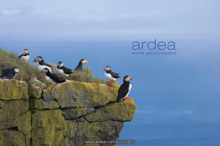 : Atlantic Puffins (Fratercula arctica) on : Atlantic Puffins (Fratercula arctica) on