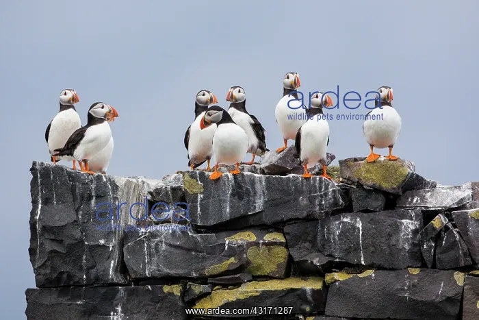 : Atlantic Puffins (Fratercula arctica) on cliff : Atlantic Puffins (Fratercula arctica) on cliff