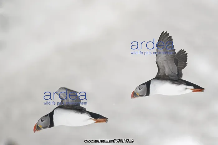 : Atlantic puffins (Fratercula arctica) in flight : Atlantic puffins (Fratercula arctica) in flight