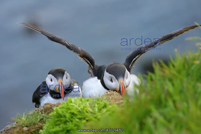 : Atlantic Puffins (Fratercula arctica), Latrabjarg : Atlantic Puffins (Fratercula arctica), Latrabjarg