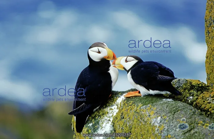 : Atlantic Puffins (Fratercula corniculata) greeting : Atlantic Puffins (Fratercula corniculata) greeting