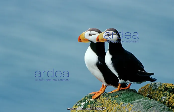 : Atlantic Puffins (Fratercula corniculata) on a rock : Atlantic Puffins (Fratercula corniculata) on a rock