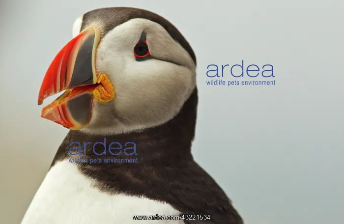 : Atlantic Puffins on Machias Seal Island : Atlantic Puffins on Machias Seal Island