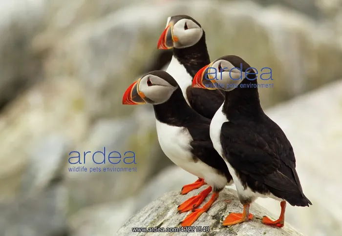 : Atlantic Puffins on Machias Seal Island : Atlantic Puffins on Machias Seal Island