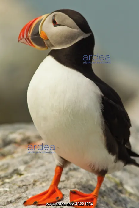 : Atlantic Puffins on Machias Seal Island : Atlantic Puffins on Machias Seal Island