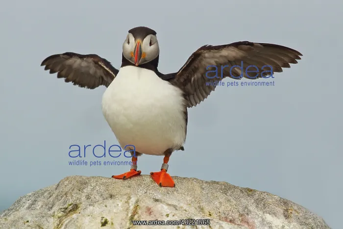 : Atlantic Puffins on Machias Seal Island : Atlantic Puffins on Machias Seal Island