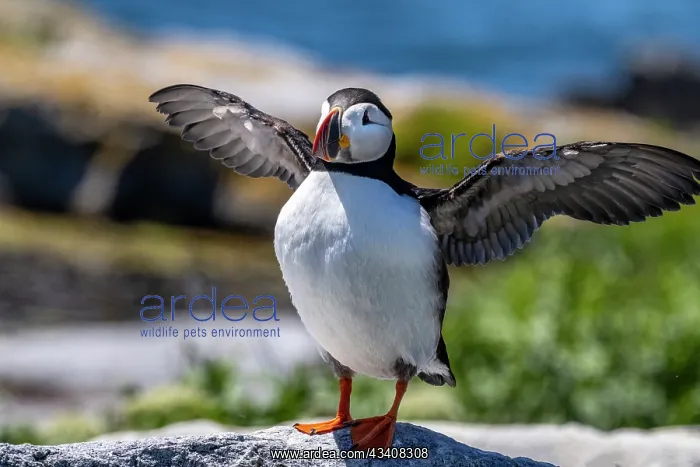 : Atlantic Puffins on Machias Seal island, Maine, USA : Atlantic Puffins on Machias Seal island, Maine, USA