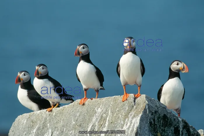 : Atlantic Puffins - On rock ledge : Atlantic Puffins - On rock ledge