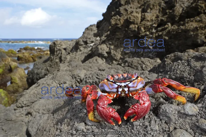 : Atlantic Rock Crab (Grapsus adscensionis) lying : Atlantic Rock Crab (Grapsus adscensionis) lying