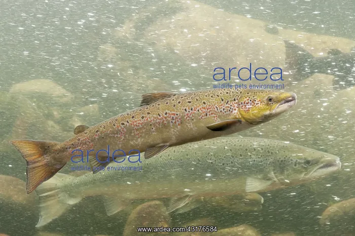 : Atlantic Salmon : Atlantic Salmon